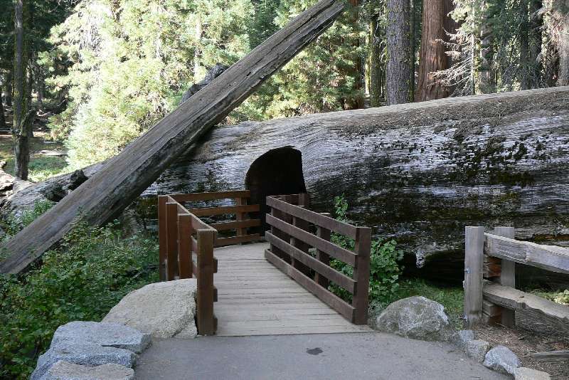 38 Sequoia National Park